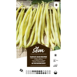 Graine Haricot beurre rocquencourt - SANRIVAL