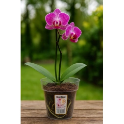 Pot orchidée maceta redadonda 18mm - PLASTIKEN