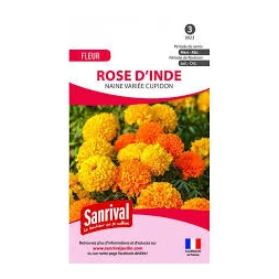 Graine Rose d'inde naine cupidon - SANRIVAL
