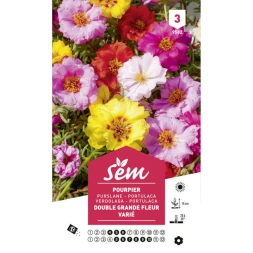 Pourpier grande fleur variée - SANRIVAL
