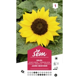Graine Soleil cœur noir - SANRIVAL
