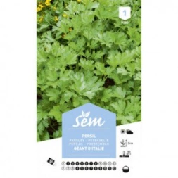 Graine de Pérsil géant d´Italie - SANRIVAL