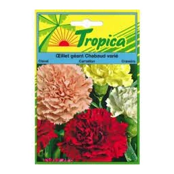 Graine d' Œillet géant Chabaud varié  120G