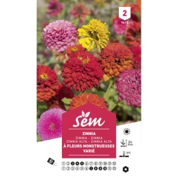 Graine à planter Zinnia double fleur monstrueuse - SANRIVAL