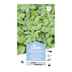 Graine de Mélisse officinale (citronnelle) - SANRIVAL