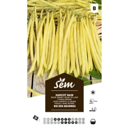 Graine Haricot beurre roi des beurres - SANRIVAL