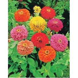 Graine Zinnia à fleurs de Dalhia Tosca 120gr - TROPICA