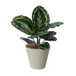 Pot fleur cône écru 18cm - PLASTIKEN