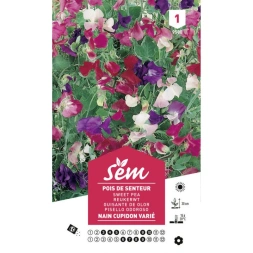 Graine Pois de senteur nain cupidon - SANRIVAL