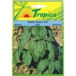 Graine basilic Grand vert  - TROPICA