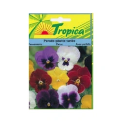 Graine de Pensée Géante variée 0.15GR - TROPICA